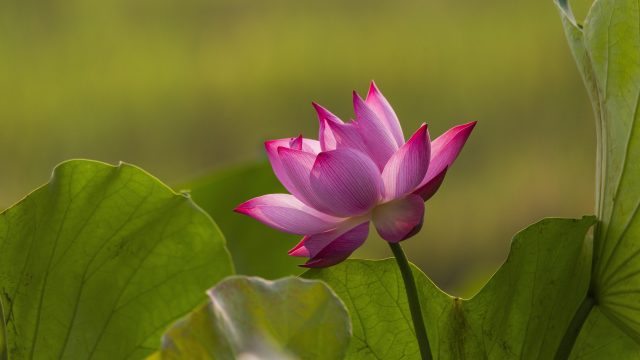 Meaningful Work: Wie Sinnerleben vor Burnout und Erschöpfung&nbsp;schützt